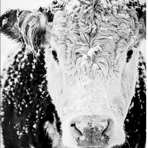 Meet your Posher, Holly